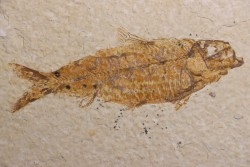 KNIGHTIA EOCAENA