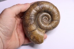 Lytoceras fimbriatum - Carixien - Pont Saint Vincent (54) FRANCE