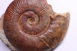 Pseudogrammoceras aff. fallaciosum - TOARCIEN - Carriere Belmont - FRANCE