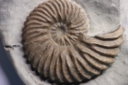 Hoplites dentatus - middle albian - courcelles quarry - Troyes - France
