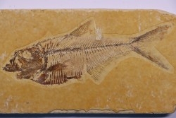 poisson fossile Diplomystus dentatus - WYOMING, USA