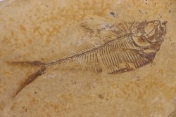 poisson fossile Diplomystus dentatus - WYOMING, USA