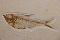 poisson fossile Diplomystus dentatus - WYOMING, USA