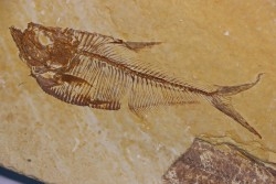 poisson fossile Diplomystus dentatus - WYOMING, USA