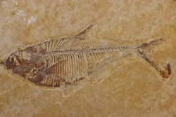 poisson fossile Diplomystus dentatus - WYOMING, USA