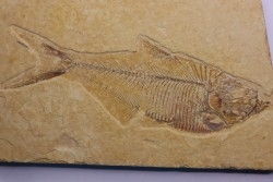 poisson fossile Diplomystus dentatus - WYOMING, USA