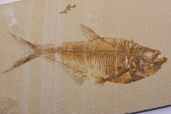 poisson fossile Diplomystus dentatus - WYOMING, USA