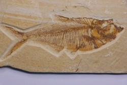 poisson fossile Diplomystus dentatus - WYOMING, USA
