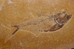 poisson fossile Diplomystus dentatus - WYOMING, USA