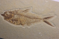 Diplomystus dentatus - Eocène - green river formation - Wyoming - USA