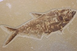 poisson fossile Diplomystus dentatus - WYOMING, USA