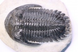 HOLLARDOPS mesocristata - upper emsian - Jbel Gara, Foum zguid, Morocco