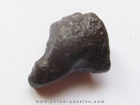 METEORITE SIDERITE SIKHOTE ALIN (16)