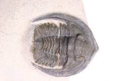Diademoproetus praecursor - Emsien -  Foum Zguid, Maroc