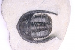 Diademoproetus praecursor - Emsien -  Foum Zguid, Maroc