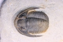 Diademoproetus praecursor - Emsien -  Foum Zguid, Maroc