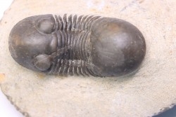 PARALEJURUS BRONGNIARTI MENANENSIS -  praguien - Foum Zguid, Maroc