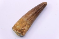 dent de dinosaure SPINOSAURUS AEGYPTIACUS