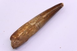 dent de dinosaure SPINOSAURUS AEGYPTIACUS