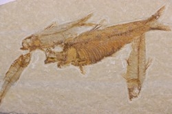 KNIGHTIA EOCAENA  - Eocène - green river formation - Wyoming - USA