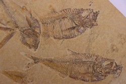 Diplomystus dentatus - Eocène - green river formation - Kemmerer, Wyoming - USA