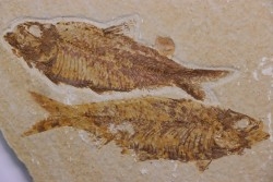 KNIGHTIA EOCAENA - Eocène - green river formation - Kemmerer, Wyoming - USA