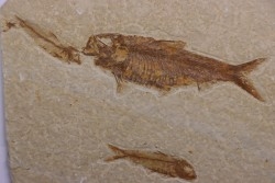 KNIGHTIA EOCAENA  - Eocène - green river formation - Wyoming - USA