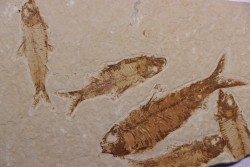 KNIGHTIA EOCAENA - Eocène - green river formation - Kemmerer, Wyoming - USA