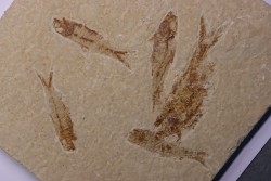 KNIGHTIA EOCAENA - Eocène - green river formation - Kemmerer, Wyoming - USA