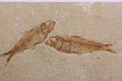 KNIGHTIA EOCAENA - Eocène - green river formation - Kemmerer, Wyoming - USA
