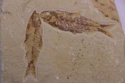 KNIGHTIA EOCAENA - Eocène - green river formation - Kemmerer, Wyoming - USA