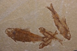 KNIGHTIA EOCAENA  - Eocène - green river formation - Wyoming - USA