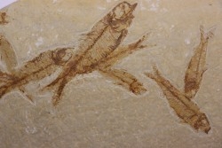 KNIGHTIA EOCAENA - Eocène - green river formation - Kemmerer, Wyoming - USA