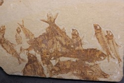 grande plaque: KNIGHTIA EOCAENA - Eocène - green river formation - Kemmerer, Wyoming - USA