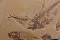 Diplomystus dentatus - Eocène - green river formation - Kemmerer, Wyoming - USA