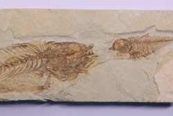 Diplomystus dentatus et mioplosus- Eocène - green river formation - Kemmerer, Wyoming - USA