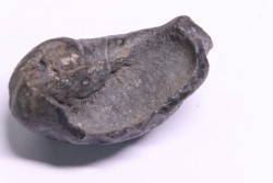 bulla tympani de baleine  mio-pliocene  Floride - USA