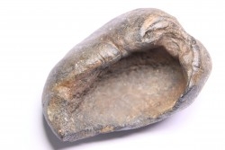 tres gros bulla tympani de baleine avec traces de predations -  mio-pliocene  Floride - USA