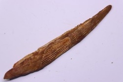 HYBODUS sp.  Cenomanian -  Kem Kem , begaa, Taouz area, MOROCCO