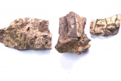 fragments de machoire de dinosaure edmontosaurus annectens - Hell Creek  Fmt - crétacé sup. - Dawson County, Montana, USA