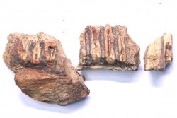 dinosaur part jaw with tooth: edmontosaurus annectens - Hell Creek  Formation - lower cretaceous - Dawson County, Montana