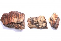 fragments de machoire de dinosaure edmontosaurus annectens - Hell Creek  Fmt - crétacé sup. - Dawson County, Montana, USA