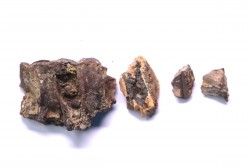 fragments de machoire de dinosaure edmontosaurus annectens - Hell Creek  Fmt - crétacé sup. - Dawson County, Montana, USA