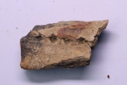 fragment de machoire de dinosaure edmontosaurus annectens - Hell Creek  Fmt - crétacé sup. - Dawson County, Montana, USA