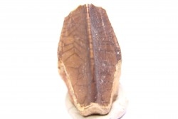 dinosaur tooth - HADROSAURE edmontosaurus annectens - Hell Creek  Formation - lower cretaceous - Dawson County, Montana