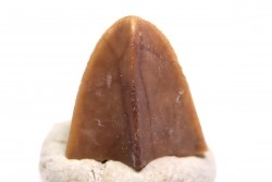 dinosaur tooth - HADROSAURE edmontosaurus annectens - Hell Creek  Formation - lower cretaceous - Dawson County, Montana