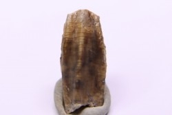 dinosaur tooth - HADROSAURE edmontosaurus annectens - Hell Creek  Formation - lower cretaceous - Dawson County, Montana