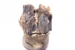 dent de dinosaure à bec de canard: HADROSAURE  edmontosaurus annectens - Hell Creek  Fmt - crétacé sup. - Dawson County, Montana