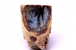 dinosaure tooth: TRICERATOPS HORRIDUS