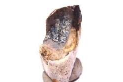 dinosaure tooth: TRICERATOPS HORRIDUS